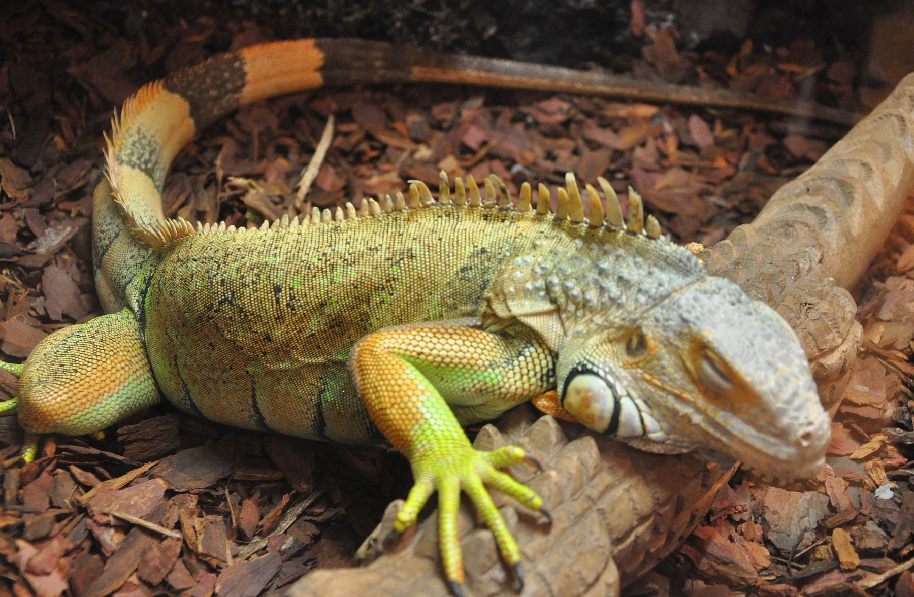Egzotikus kisállatok kiállítása a Köfém Művelődési Házban